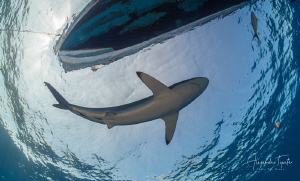 Shark and Boat, Gardens of the Queen, Cuba by Alejandro Topete 